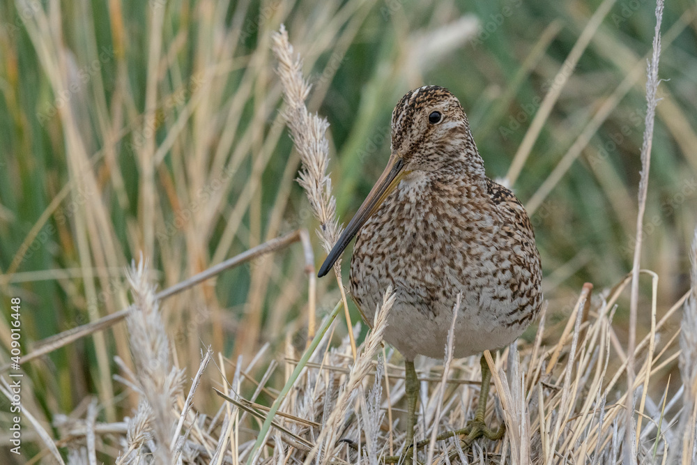 Fototapeta premium The Magellanic Snipe (Gallinago magellanica)
