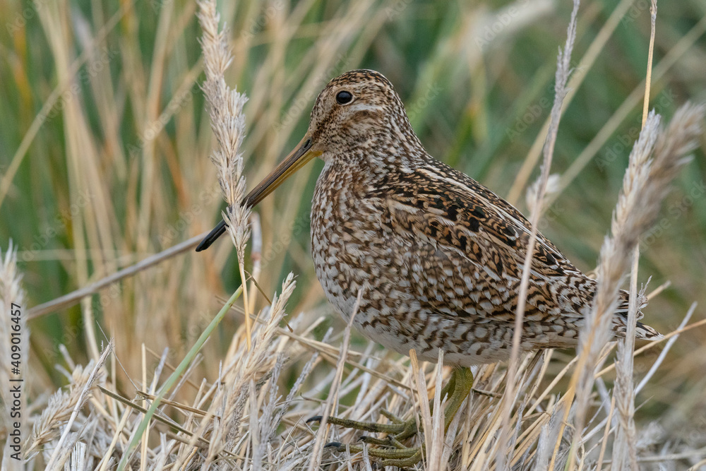 The Magellanic Snipe (Gallinago magellanica) The Magellanic Snipe (Gallinago magellanica)