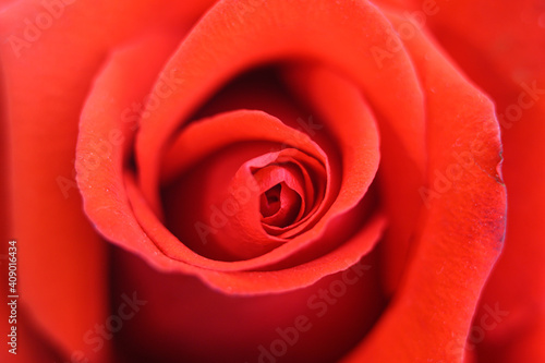 red rose flower in full bloom zoomed in. petals of rose close up
