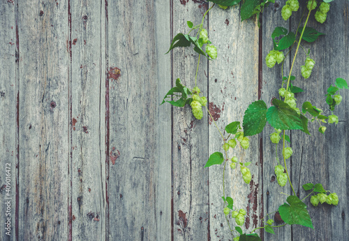 detail of hop cones on a rustik style wooden background