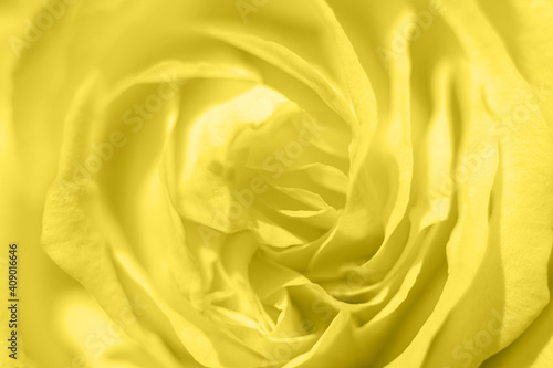 yellow rose flower in full bloom zoomed in. petals of rose close up. toned in illuminating, trend color of the year 2021