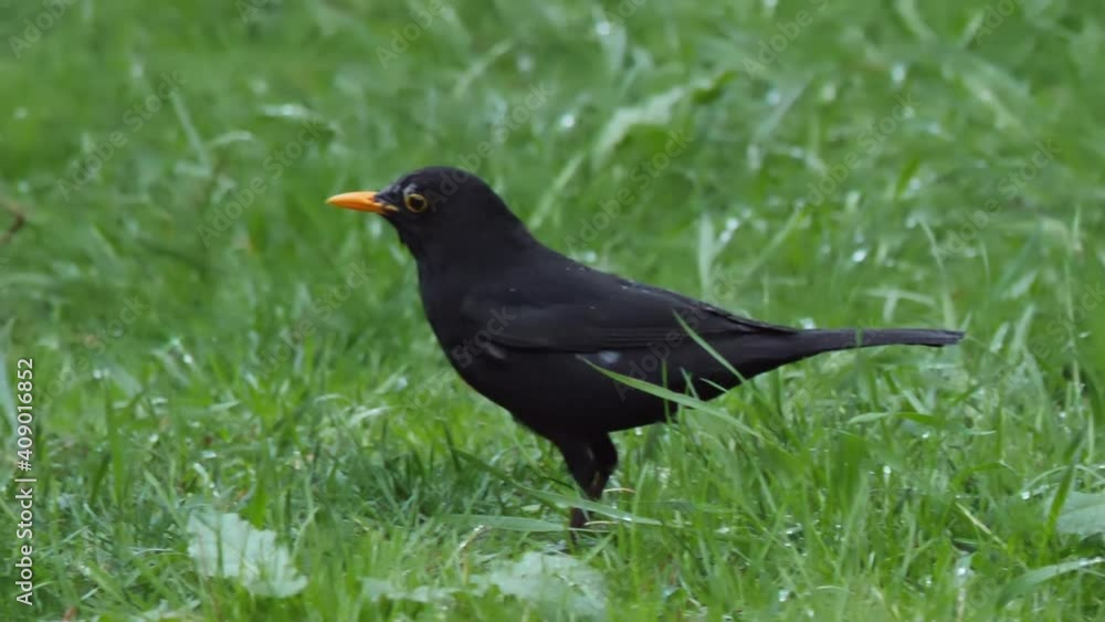 Common blackbird or Turdus merula looking for food on grass. Dark bird in wildlife. Sochi, Russia. Common blackbird or Turdus merula looking for food on grass. Dark bird in wildlife. Sochi, Russia.