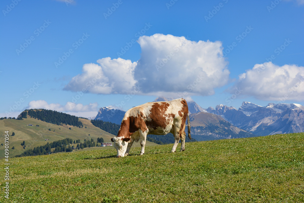 Eine Kuh weidet auf der Seiser Alm vor dem Bergpanorama