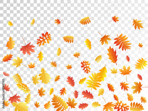 Oak, maple, wild ash rowan leaves vector, autumn foliage on transparent background.