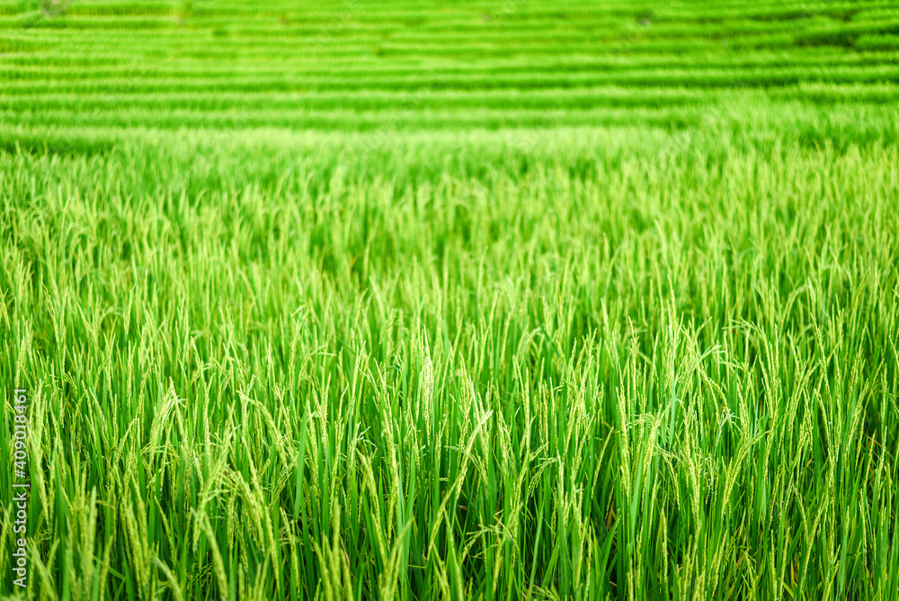 Green paddy rice field at sunrise