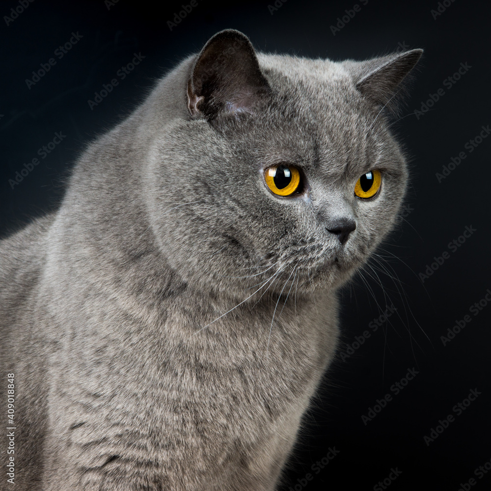 Portrait of a young british shorthair cat on a black background