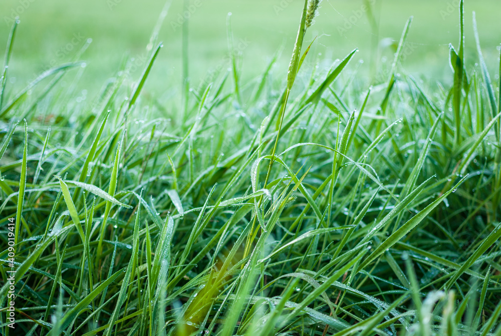 Obraz premium hojas de hierba fresca y mojada con gotas de agua y rocío en la superficie foliar de los tallos verdes y nutritivos en un prado de galicia, españa