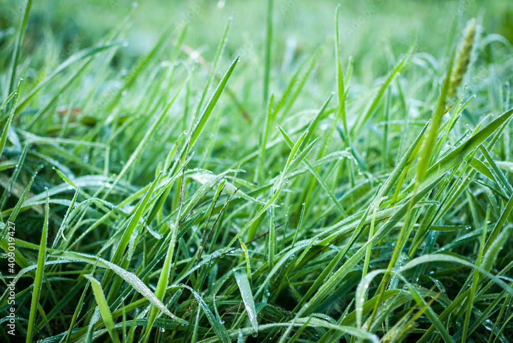 hojas de hierba fresca y mojada con gotas de agua y rocío en la superficie foliar de los tallos verdes y nutritivos en un prado de galicia, españa hojas de hierba fresca y mojada con gotas de agua y rocío en la superficie foliar de los tallos verdes y nutritivos en un prado de galicia, españa