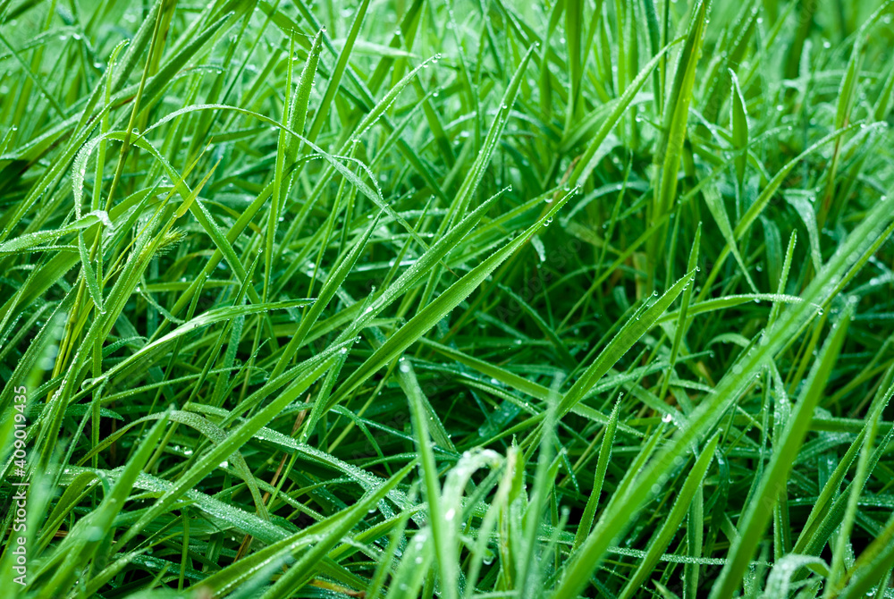 hojas de hierba fresca y mojada con gotas de agua y rocío en la superficie foliar de los tallos verdes y nutritivos en un prado de galicia, españa hojas de hierba fresca y mojada con gotas de agua y rocío en la superficie foliar de los tallos verdes y nutritivos en un prado de galicia, españa