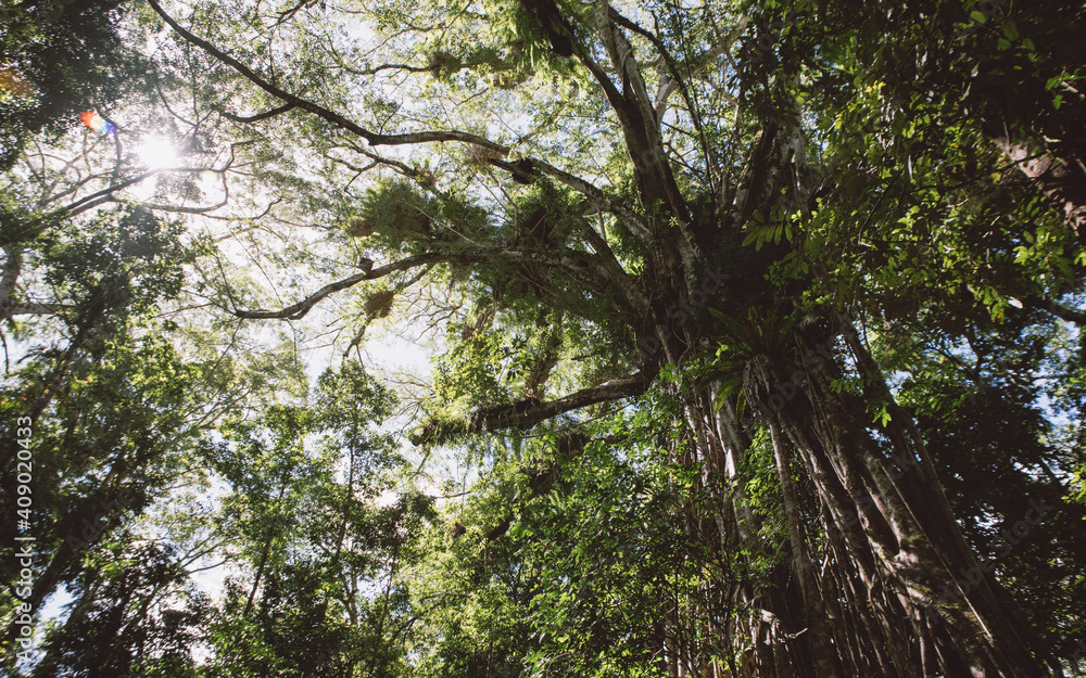 Fototapeta premium Cathedral Fig Tree 
