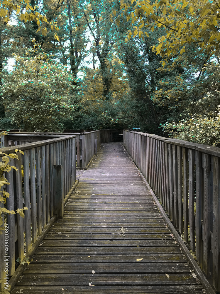 Pont en bois dans la Forêt