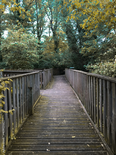 Pont en bois dans la Forêt