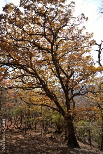 四国徳島県にある剣山系の紅葉