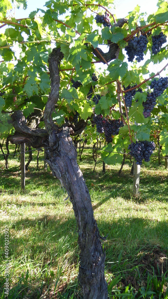 Fototapeta premium Südtiroler Wein