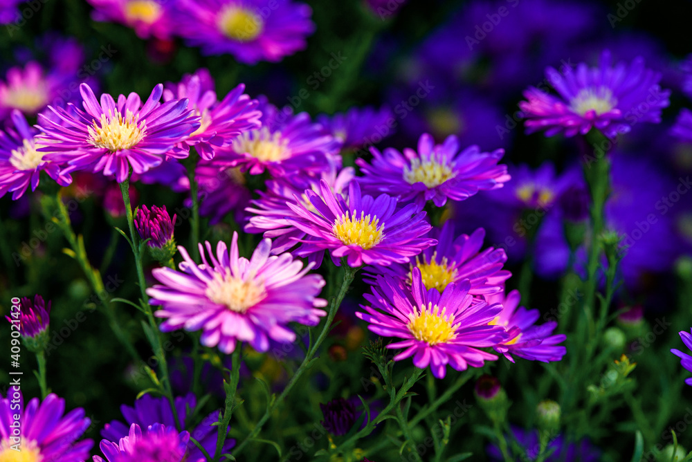 Close up Beautiful Lavender and Cutter flower in the nature garden , summer flowers Close up Beautiful Lavender and Cutter flower in the nature garden , summer flowers