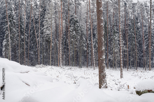 Winter forest beauty in snowfall. Snowy high pines view near cleaning forest area. Forest management stage - deforestation. Nature save, environment sustainability concept.