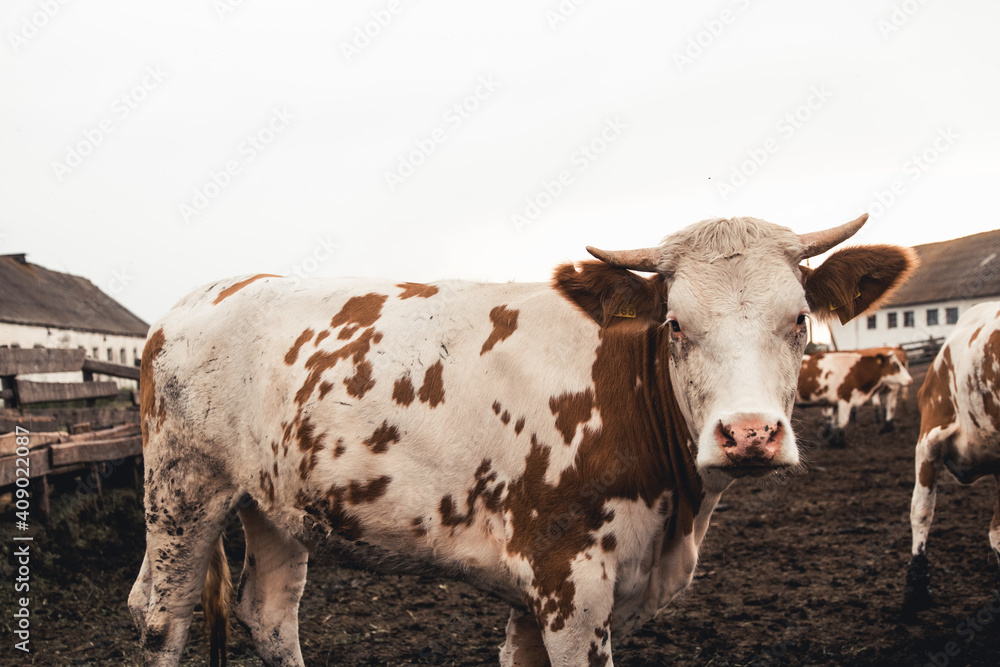 Cows on the form. Milk, meat production. Household animals. Cows on the form. Milk, meat production. Household animals.