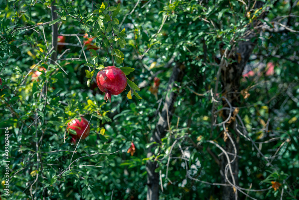 Ripe pomegranate fruit on tree branch, selective focus