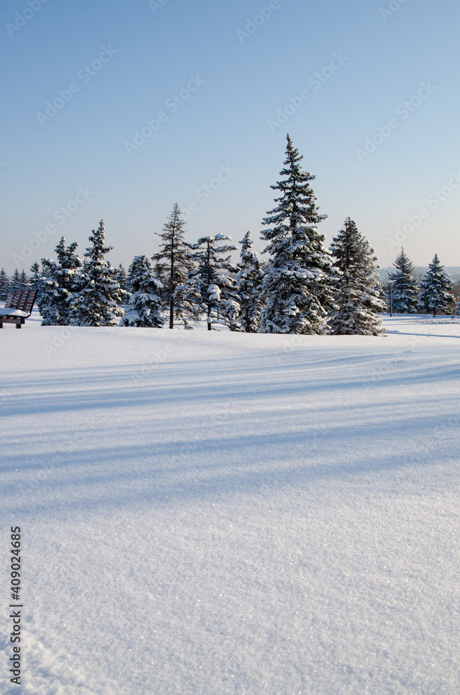 Snow. Trees in the snow in the park Snow. Trees in the snow in the park
