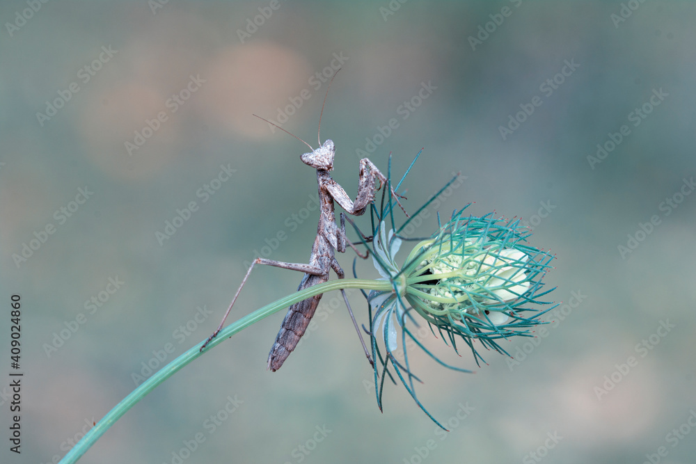 Close up of pair of Beautiful European mantis ( Mantis religiosa ) Close up of pair of Beautiful European mantis ( Mantis religiosa )