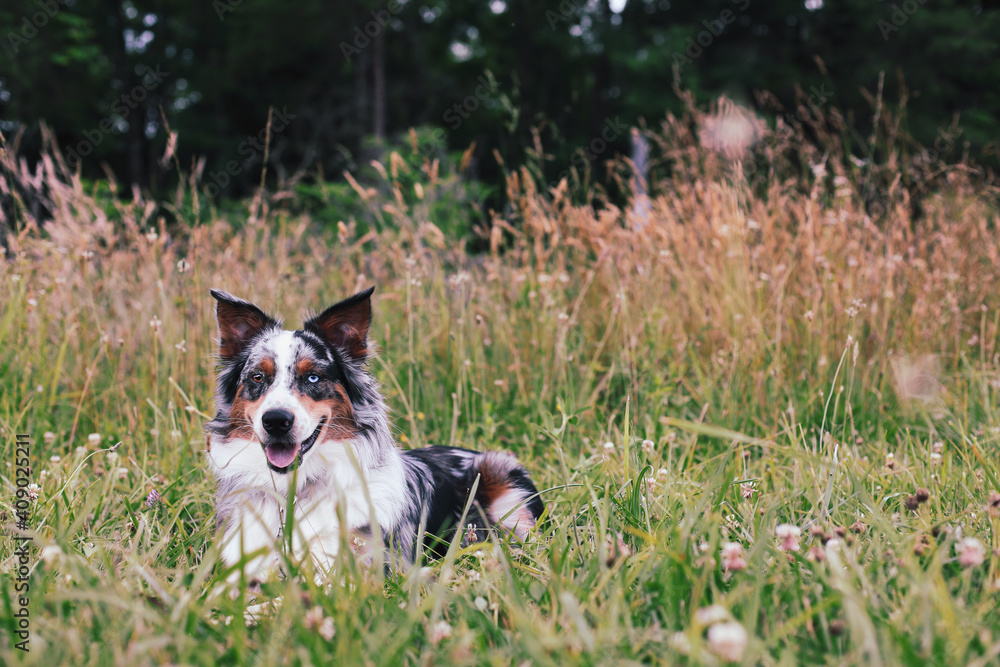 Beautiful juvenile male Blue Merle Australian Shepherd dog lying down in a summer field.  Selective focus with blurred foreground and background.