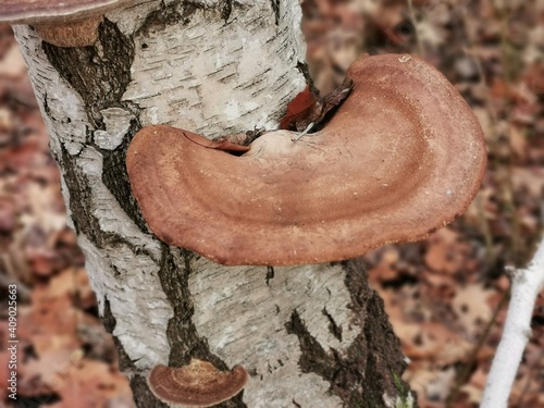 Birkenporling (Fomitopsis betulina) ein heimischer Winterpilz mit hoher Vitalkraft photo