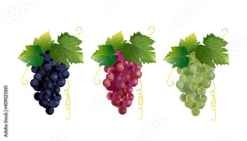 Three clusters of grapes (red, black and green grapes) isolated on a white background. Vector set.