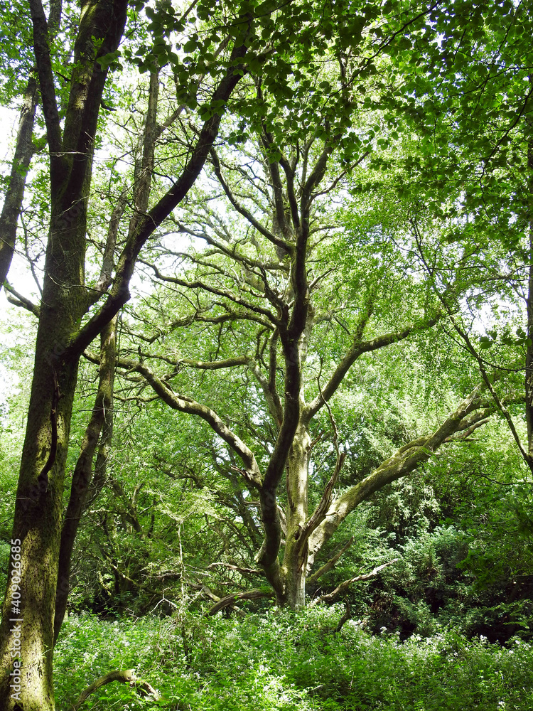 A branchy deciduous tree in a forest in sunlight A branchy deciduous tree in a forest in sunlight
