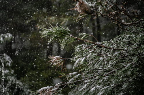 a snow on  a tree