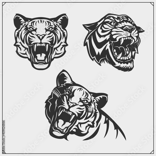 Set of angry tiger heads. Print design for t-shirt. Tattoo and sport club design.