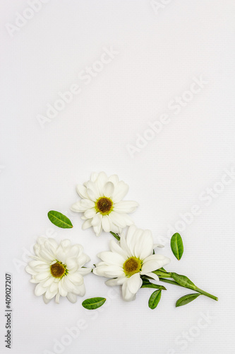 Fresh fragrant chrysanthemums isolated on white background