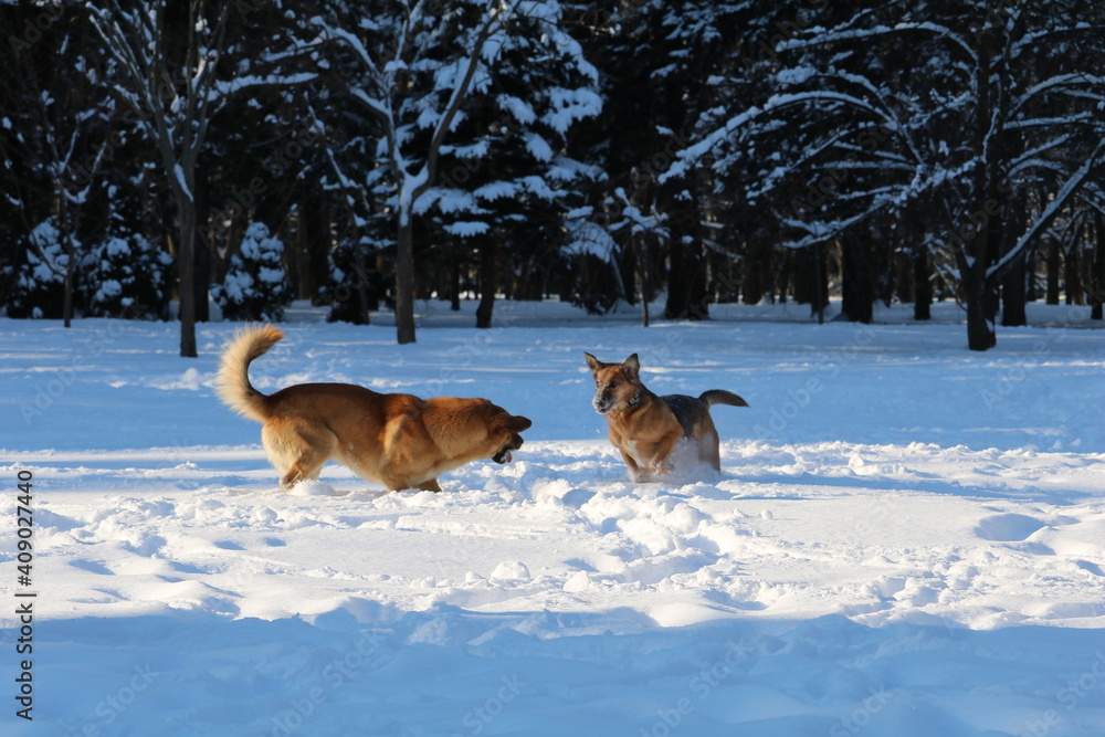 Happy dog outside in the snow park Happy dog outside in the snow park