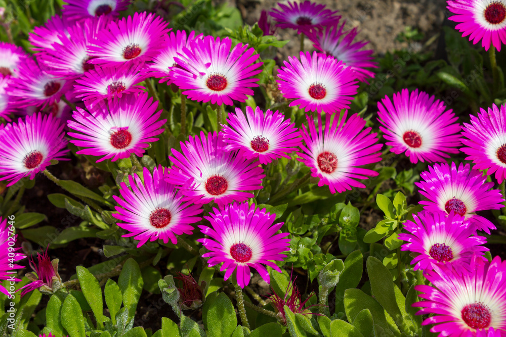 Close-up of ice plants in a garden Close-up of ice plants in a garden