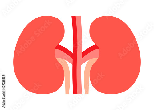 Kidneys pair organ with ureter. Kidney healthcare, urology and nephrology. Vector illustration