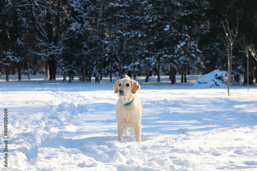 Happy dog outside in the snow park Happy dog outside in the snow park