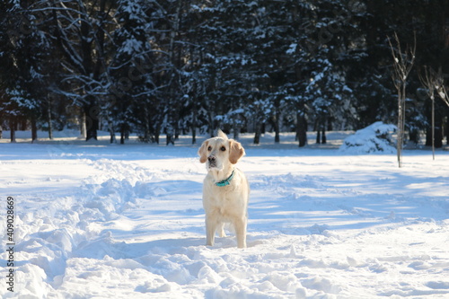 Happy dog outside in the snow park