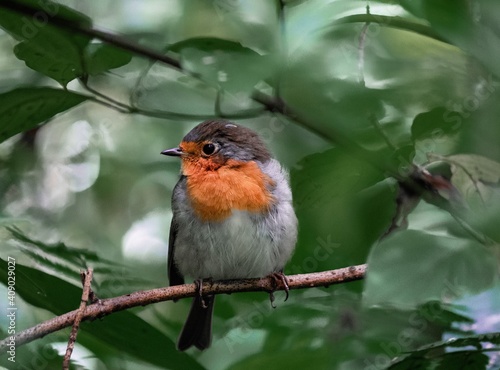 wild animal grey bird with orange breast on a twig on the background of green leaves forest natural habitat in the nature photo