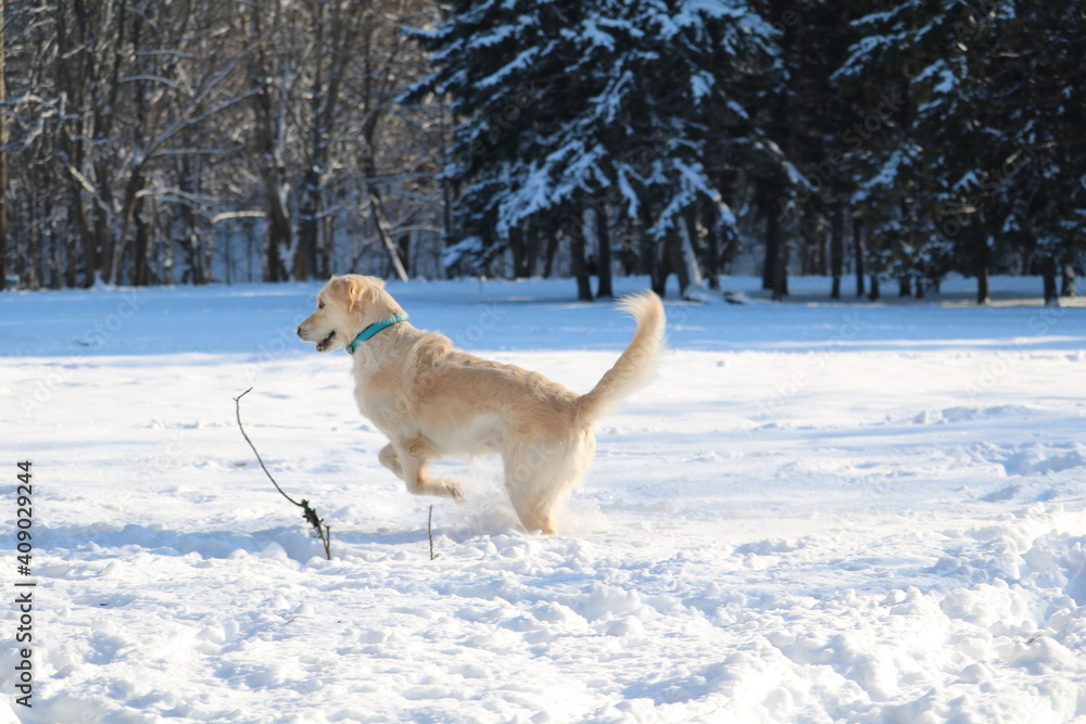 Happy dog outside in the snow park Happy dog outside in the snow park