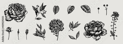 Flower set: highly detailed hand drawn roses. Template Vector.