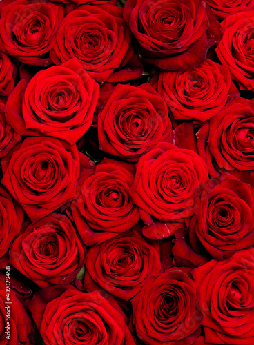 Fototapeta Naklejka Na Ścianę i Meble -  Red rose flowers as background.