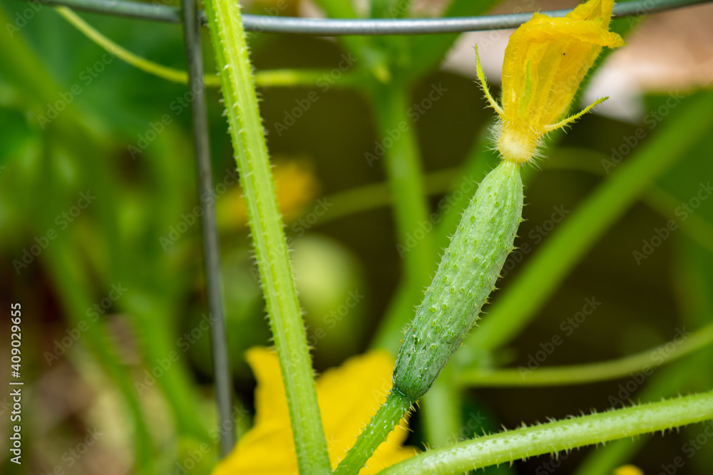 Baby Cucumber in the Garden, Cucumber Flower