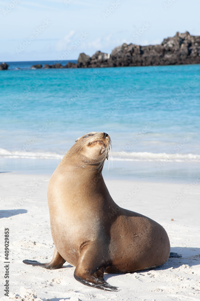 Fototapeta premium Vertical of a Galapagos Sea Lion, Zalophus wollebaeki, on the beach