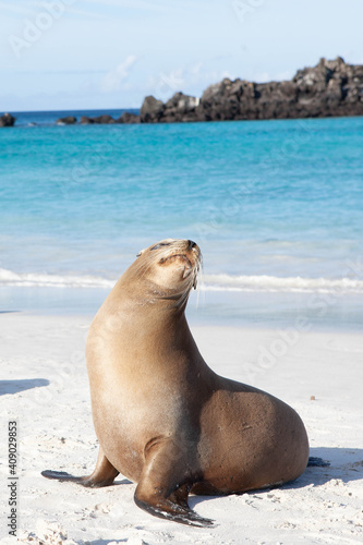 Vertical of a Galapagos Sea Lion, Zalophus wollebaeki, on the beach