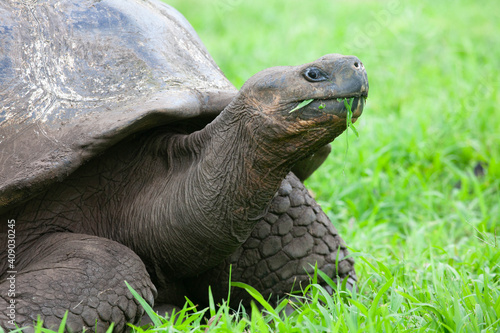 Galapagos Tortoise, Chelonoidis porteri, close up