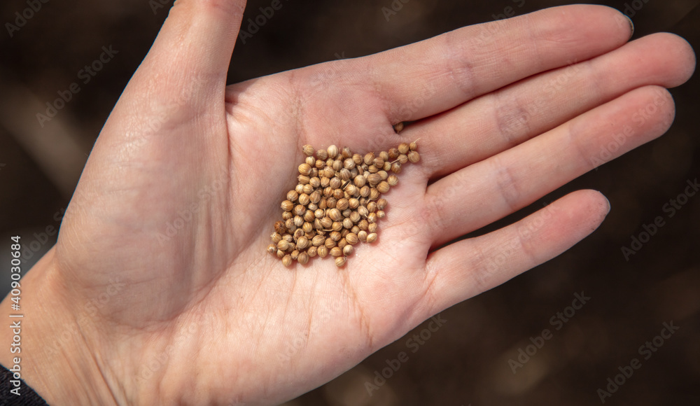 Close-up of seeds in hand. Close-up of seeds in hand.