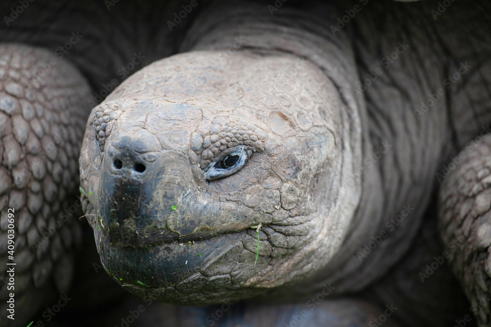 Galapagos Tortoise, Chelonoidis porteri, view of head Galapagos Tortoise, Chelonoidis porteri, view of head