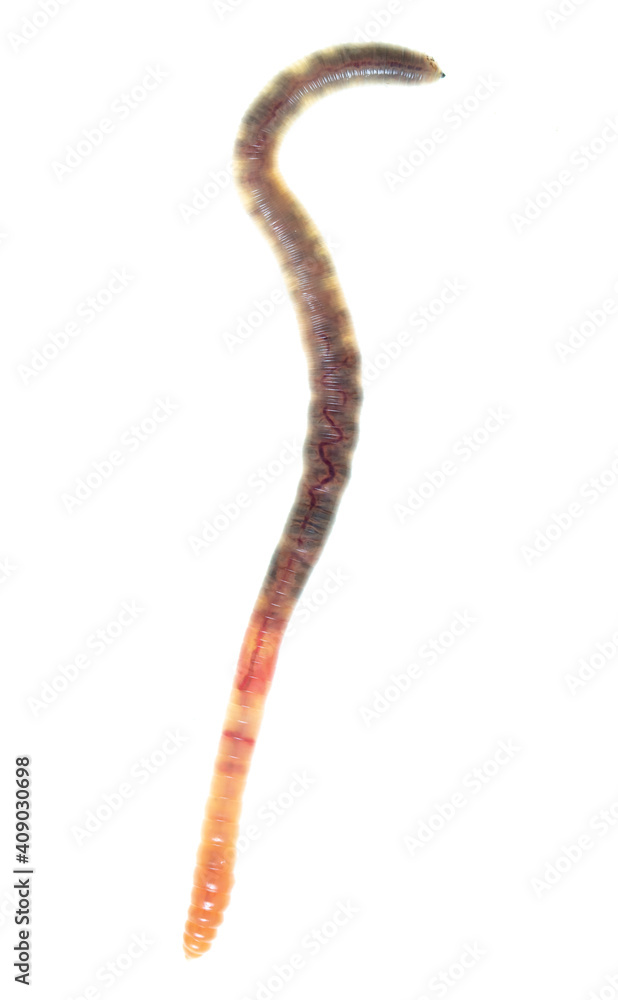 Earthworm on a white background. Earthworm on a white background.