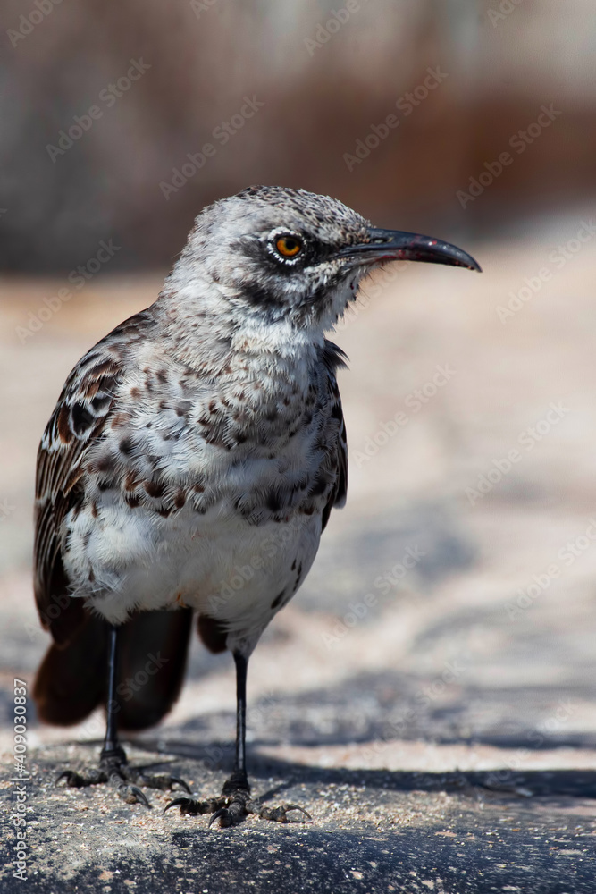 Fototapeta premium Vertical of Hood Mockingbird, Mimus macdonaldi, Galapagos Islands