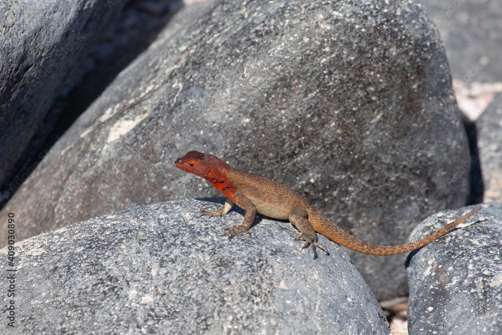Resting Lava Lizard, Microlophus albemarlensis, in the Galapagos Resting Lava Lizard, Microlophus albemarlensis, in the Galapagos