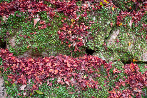 マメヅタのはびこる石垣に降り注ぐ真っ赤な紅葉 A stone wall covered with green penny fern and red maple leaves